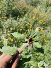 Tithonia tubaeformis