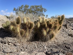 Opuntia diploursina