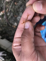 Caprella