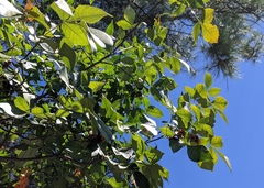 Ptelea trifoliata