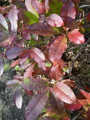 Oxydendrum
