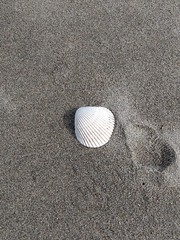 Clinocardium nuttallii