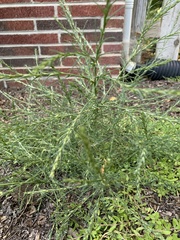 Cycloloma atriplicifolium