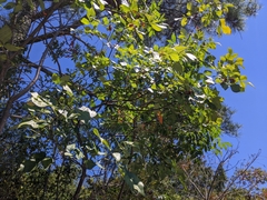 Ptelea trifoliata