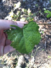 Phyllocnistis vitegenella