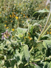 Tithonia tubaeformis