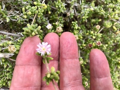 Drosanthemum candens