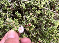 Drosanthemum candens