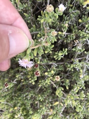 Drosanthemum candens