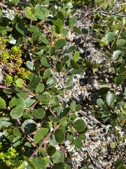 Betula glandulosa
