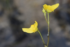 Utricularia