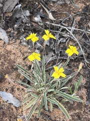 Goodenia willisiana