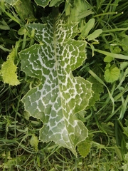 Silybum marianum