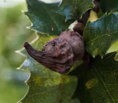 Heteroecus sanctaeclarae