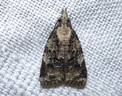 Platynota exasperatana