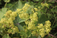 Alchemilla mollis