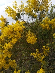 Acacia decora