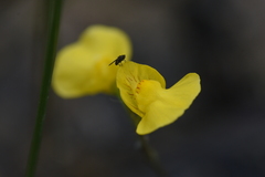 Utricularia