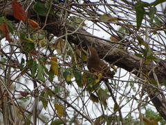 Uropsila leucogastra