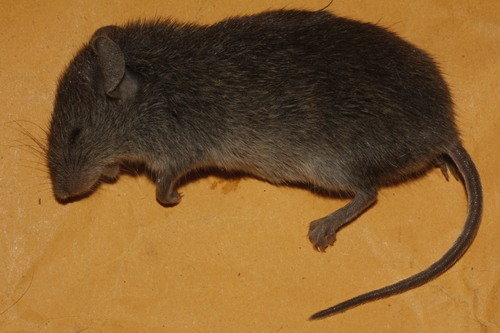 Northern Pygmy Mouse