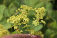 Alchemilla mollis