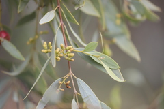 Santalum lanceolatum
