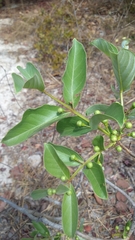 Psidium australe