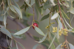 Santalum lanceolatum
