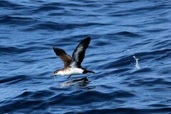 Puffinus lherminieri