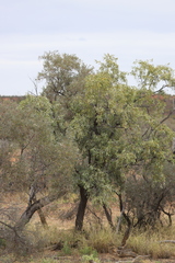 Santalum lanceolatum