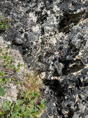 Luzula spicata
