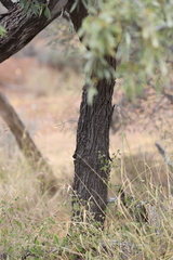 Santalum lanceolatum