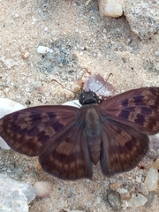 Anastrus sempiternus