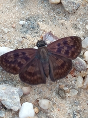 Anastrus sempiternus