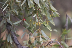 Santalum lanceolatum