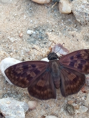 Anastrus sempiternus