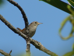 Uropsila leucogastra