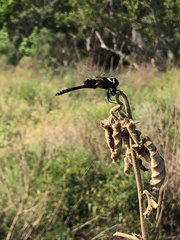 Macrodiplax balteata