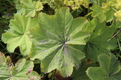 Alchemilla mollis