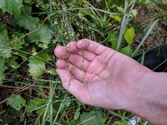 Paronychia baldwinii