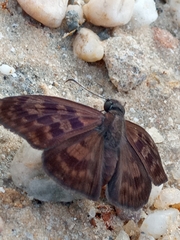 Anastrus sempiternus