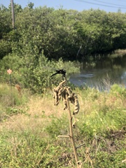 Macrodiplax balteata