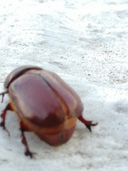 Pentodontini
