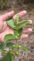 Psidium australe