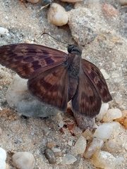 Anastrus sempiternus