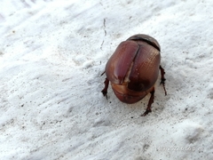 Pentodontini