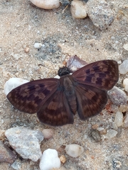 Anastrus sempiternus
