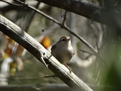 Uropsila leucogastra