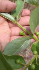 Psidium australe