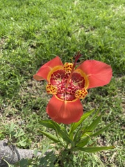 Tigridia pavonia